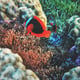 Close-up of coral in sea