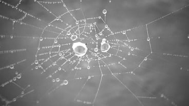 Close-up of dew drops in spider web