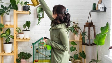 A woman waters houseplants from her collection of rare species from a watering can lovingly grown on shelves inside the house. Home plant growing the water balance of the green house.