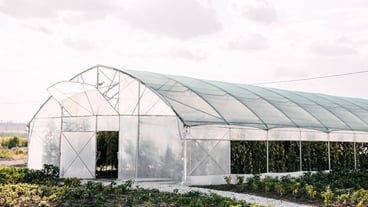 Greenhouse with plants and vegetables.