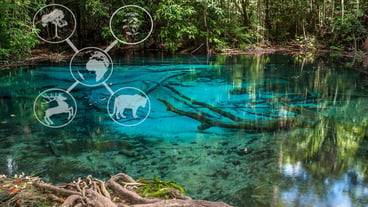Ecosystem and preserve nature and sustainable concept Watershed forest River and tree with sun light