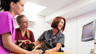 Veterinary team doctors are making a ultrasound scan of a cute beautiful dog. Veterinary Concept.