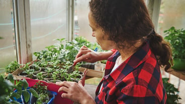Gardener fertilizing the soil and growing basil leaves in her home greenhouse