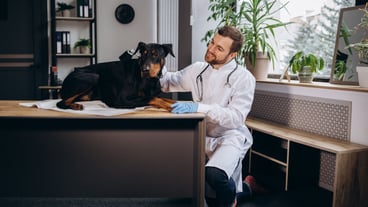 Doberman dog at the vet
