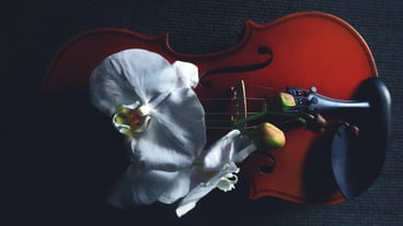 High angle view of violin and flower