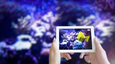Fish swimming - Augmented Reality or AR App Showing on Smart Device Tablet Screen