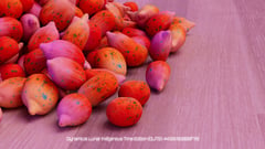 Seed Protocol - Dynamical Lunar Indigenous Time (DLITE) 43:28:22.0004124 #4 thumbnail
