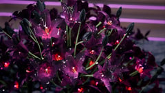 Temple Lily thumbnail