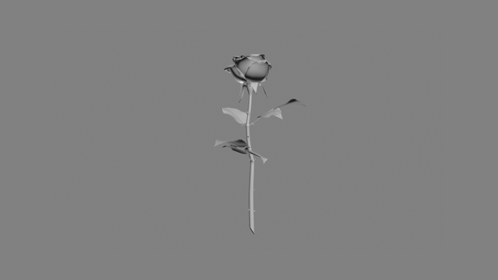 Rose #14