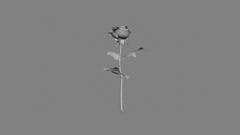 Rose thumbnail