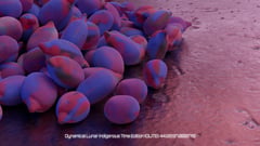 Seed Protocol - Dynamical Lunar Indigenous Time (DLITE) 43:28:22.0004124 #91 thumbnail