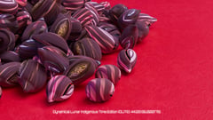 Seed Protocol - Dynamical Lunar Indigenous Time (DLITE) 43:28:22.0004124 #90 thumbnail
