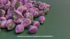 Seed Protocol - Dynamical Lunar Indigenous Time (DLITE) 43:28:22.0004124 #49 thumbnail