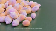 Seed Protocol - Dynamical Lunar Indigenous Time (DLITE) 43:28:22.0004124 #89 thumbnail