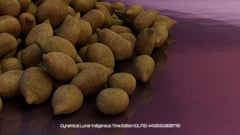 Seed Protocol - Dynamical Lunar Indigenous Time (DLITE) 43:28:22.0004124 #56 thumbnail
