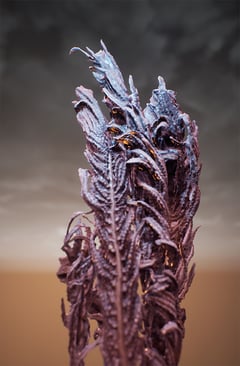 Frozen Fern Genitalia, 52 03'08.7"N 13 52'34.4"E thumbnail