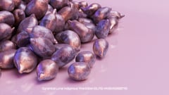 Seed Protocol - Dynamical Lunar Indigenous Time (DLITE) 43:28:22.0004124 #37 thumbnail