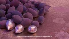 Seed Protocol - Dynamical Lunar Indigenous Time (DLITE) 43:28:22.0004124 AE thumbnail