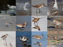 CUSP - Marsh Birds thumbnail