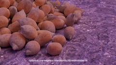 Seed Protocol - Dynamical Lunar Indigenous Time (DLITE) 43:28:22.0004124 #86 thumbnail