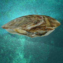 The Dorises - Oystercraft from silicon to saltwater AE thumbnail