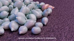 Seed Protocol - Dynamical Lunar Indigenous Time (DLITE) 43:28:22.0004124 #50 thumbnail