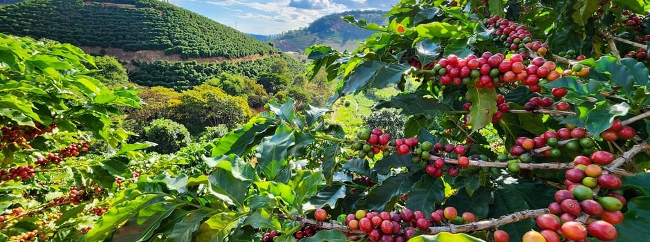 CAfé_Diego_Vargas_Seapa_coffee(2)