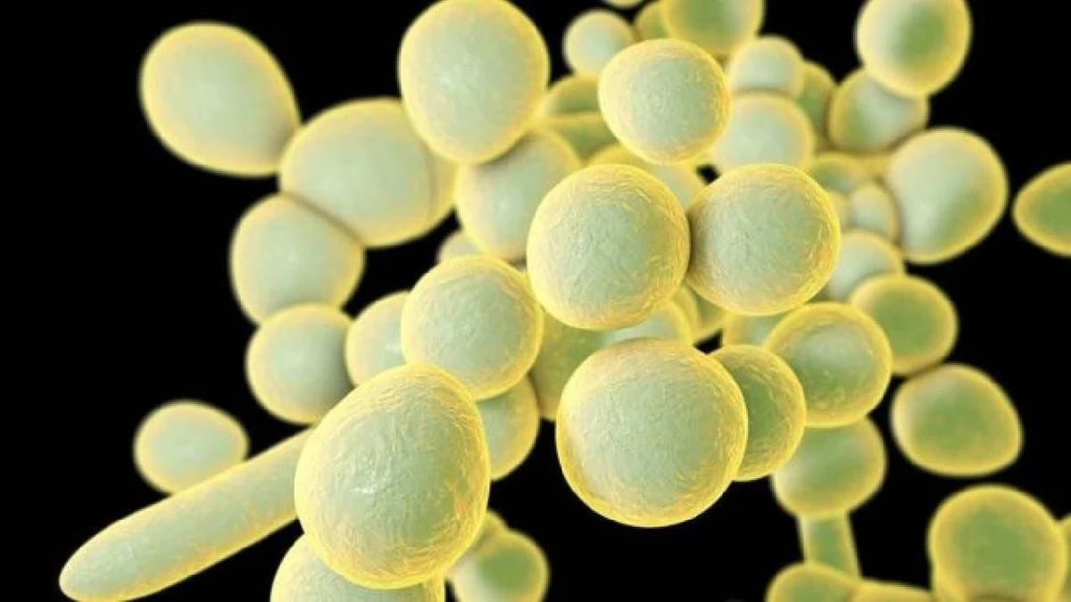 brasil-superfungo-candida-auris-pernambuco-1708505718