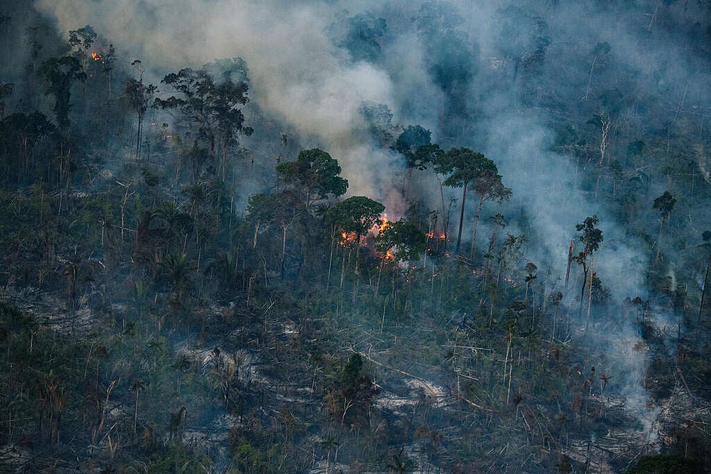 Fire and Deforestation Monitoring near the Manicoré River in the Amazon in BrazilMonitoramento de Fogo e Desmatamento Próximo ao Rio Manicoré na Amazônia
