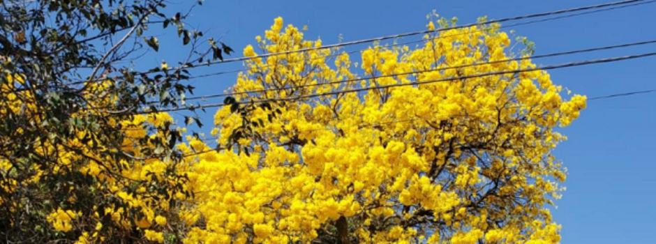 Primavera_(Paula_Souza)