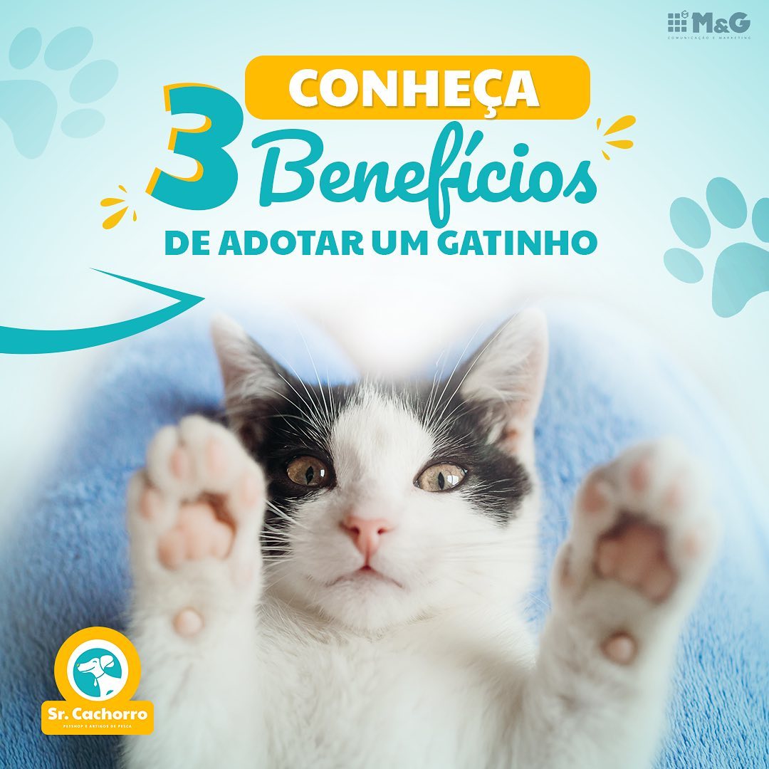 AdotarGatoSrCachorro
