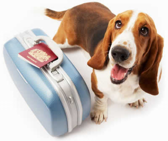 viagem-com-cachorro-561x470