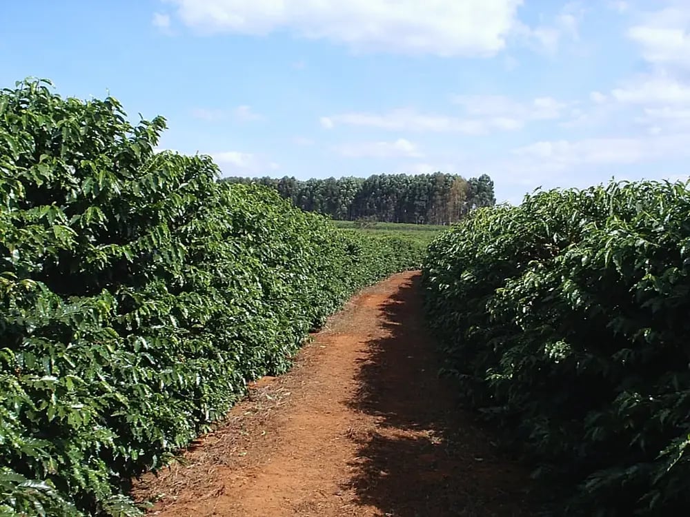 cafe-coffee-1754cafb765e0d