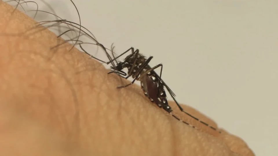 aedes_aegypti-dengue-960x540