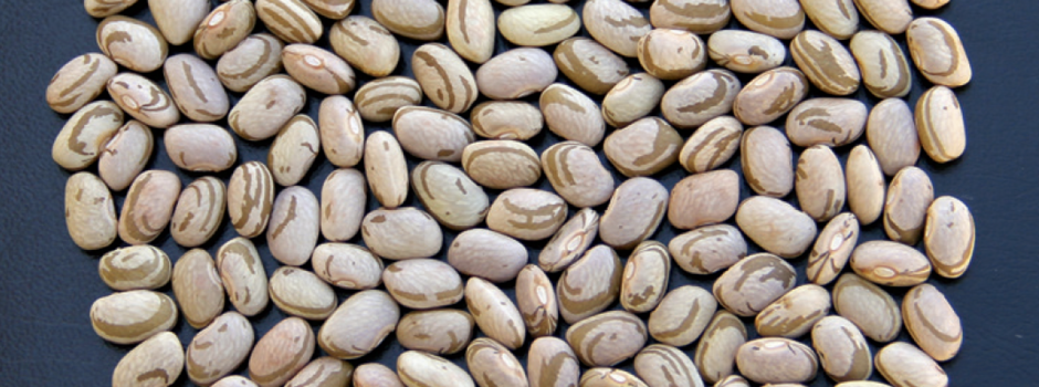Graos_cultivar__Angela_Abreu