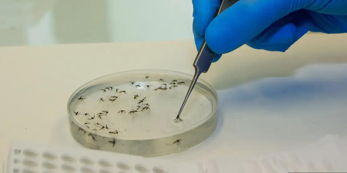 mosquito-dengue-2358