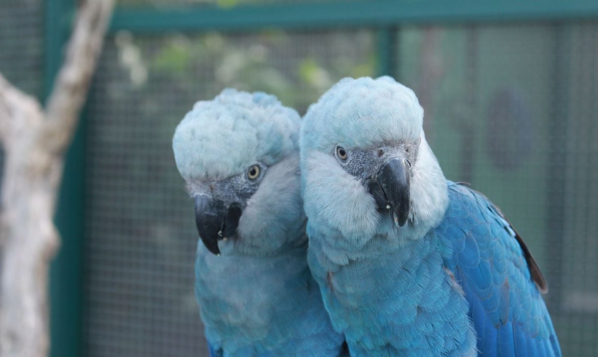 ave_cyanopsitta_spixii_ararinha_azul_foto_camile_ugarini