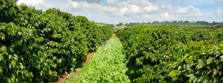 cafe-cafezal-cafeicultura-campo-3