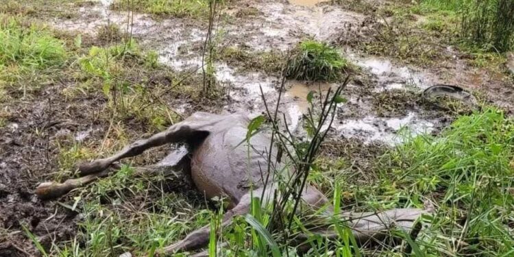 WhatsApp-Image-2023-01-24-at-14.51.30-1-750x375