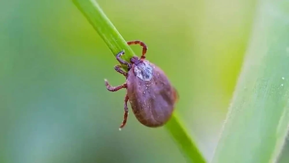 febre-maculosa-23875537
