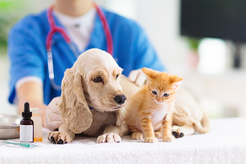 veterinário-23