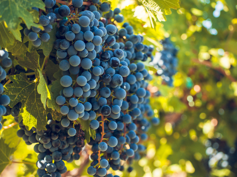 uvas-vinho-6446