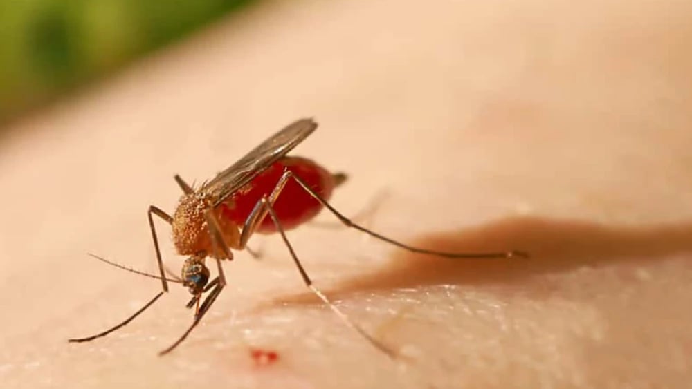 Mosquito-febre