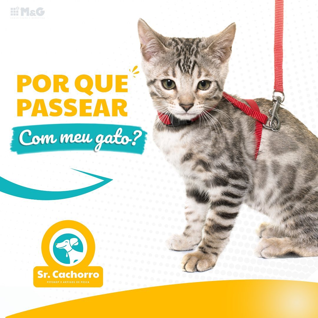 GatoPasseraSrCachorro