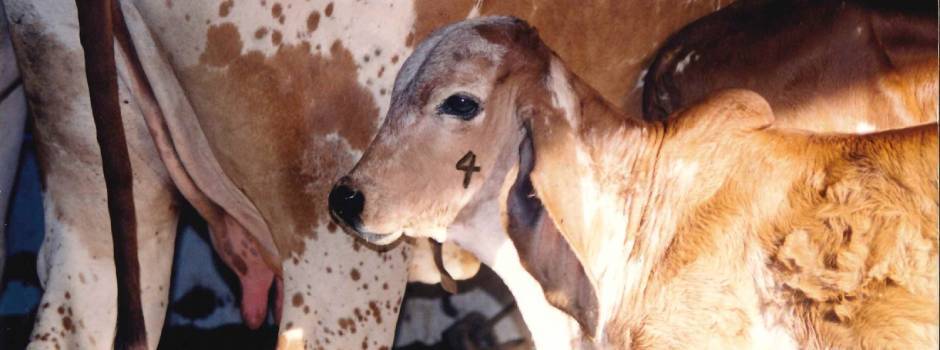 fotoacervodoIMA-vacinaçãobrucelose_(1)