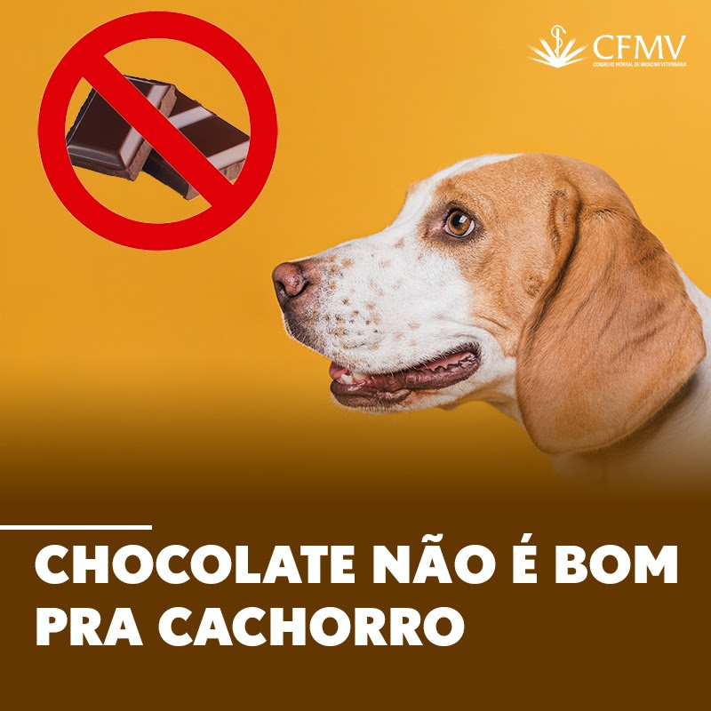 Chocolate-nao-e-bom-pra-cachorro