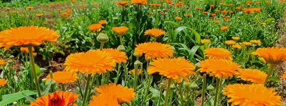 Cultivo_de_calêndula_no_Campo_Experimental_Santa_Rita._Foto_Juliana_Maria_de_Oliveira-Epamig