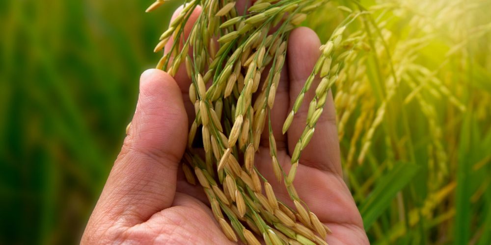 plantacao-de-arroz-agro-safra-graos-32823