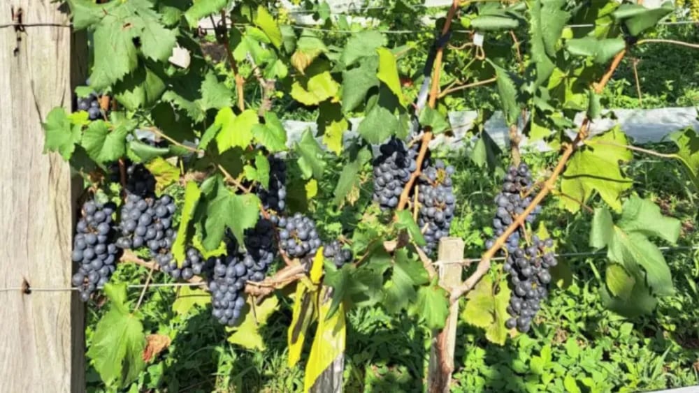 uvas-438
