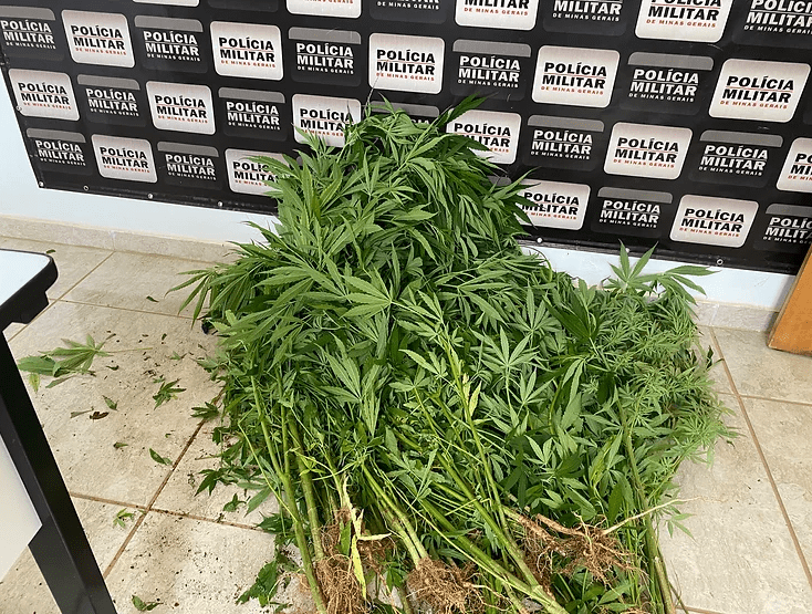 MACONHA
